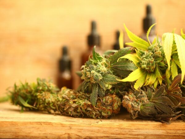 Cannabis Modellregionen in Deutschland. Welche wird es zukünftig geben?